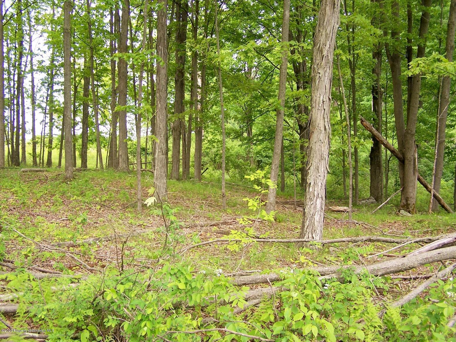2948 West Nicholson Road Factoryville, PA 18419 - Photo 3 of 13 a view of a yard with plants
