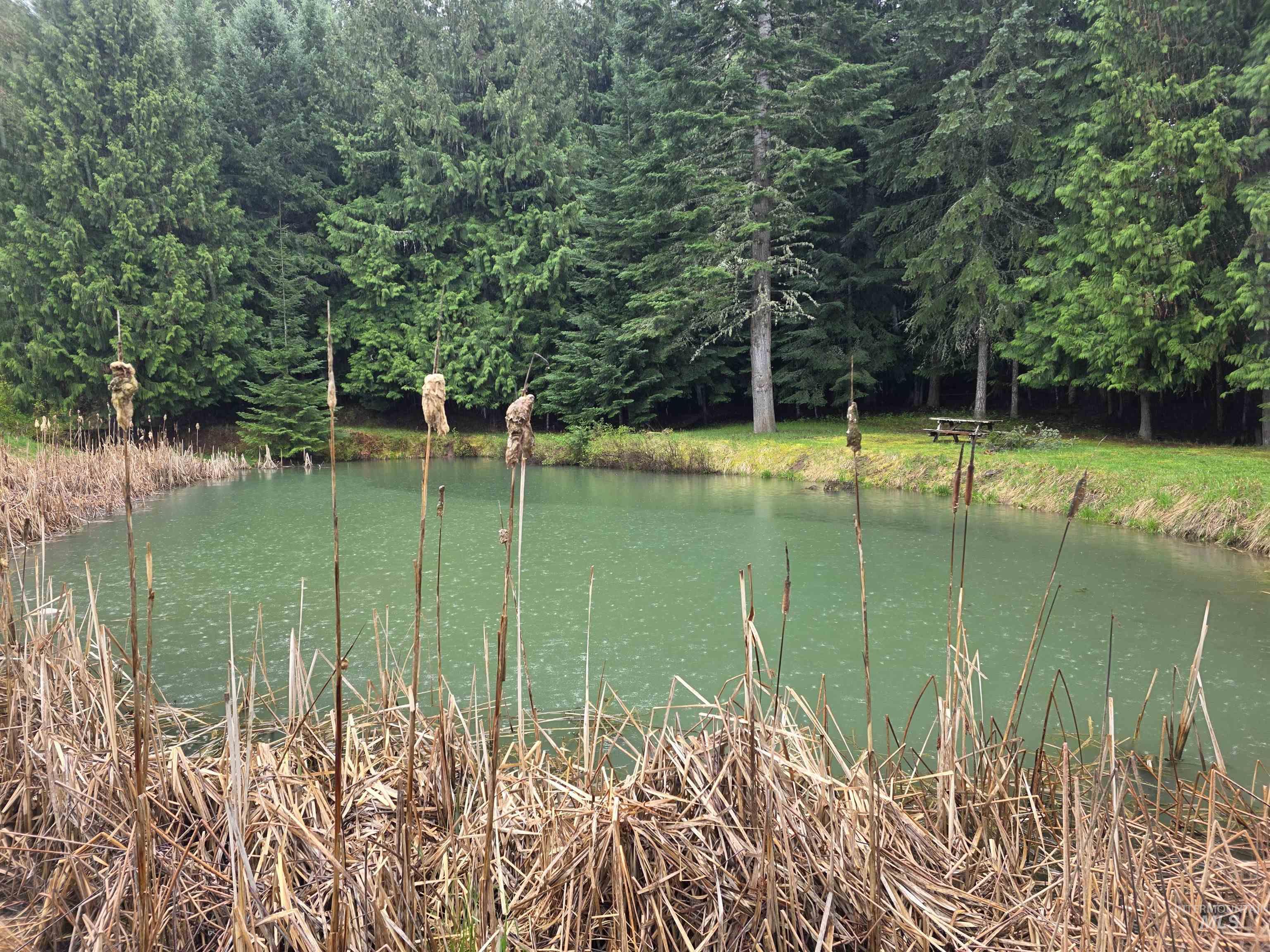 112 Three Forks Road Kamiah, ID 83536 - Photo 7 of 45 Natural pond surrounded by mature evergreen trees
