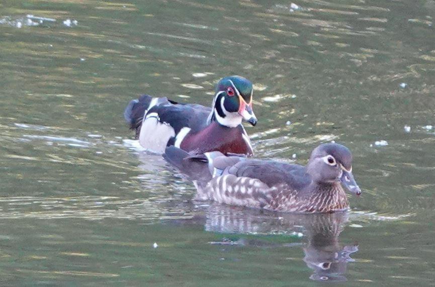 1525 Cold Springs Road, Unit 16 Placerville, CA 95667 - Photo 33 of 38 Mr & Mrs. Woodduck