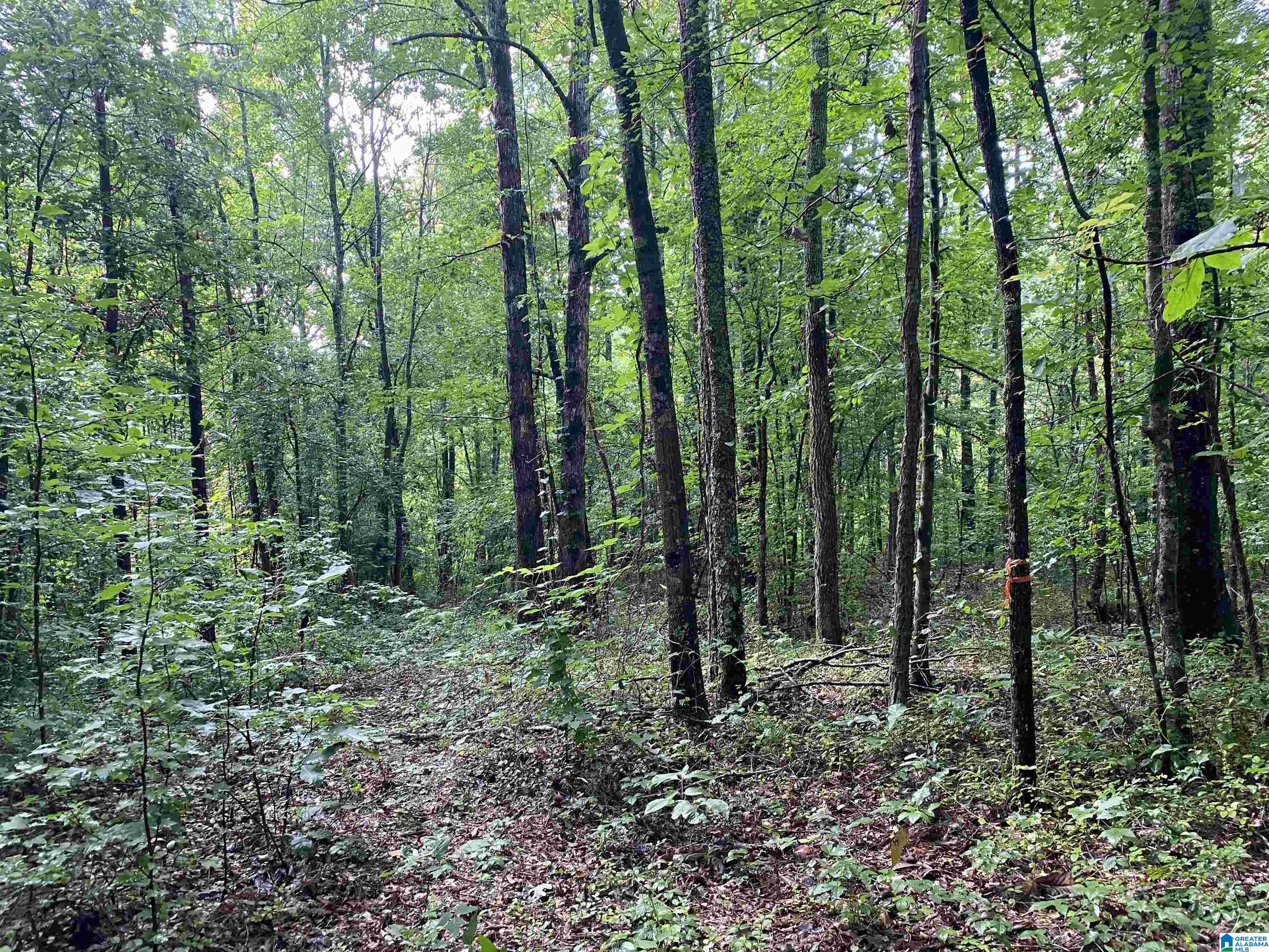 Bull Hollow Road, Unit 60 Odenville, AL 35120 - Photo 12 of 25