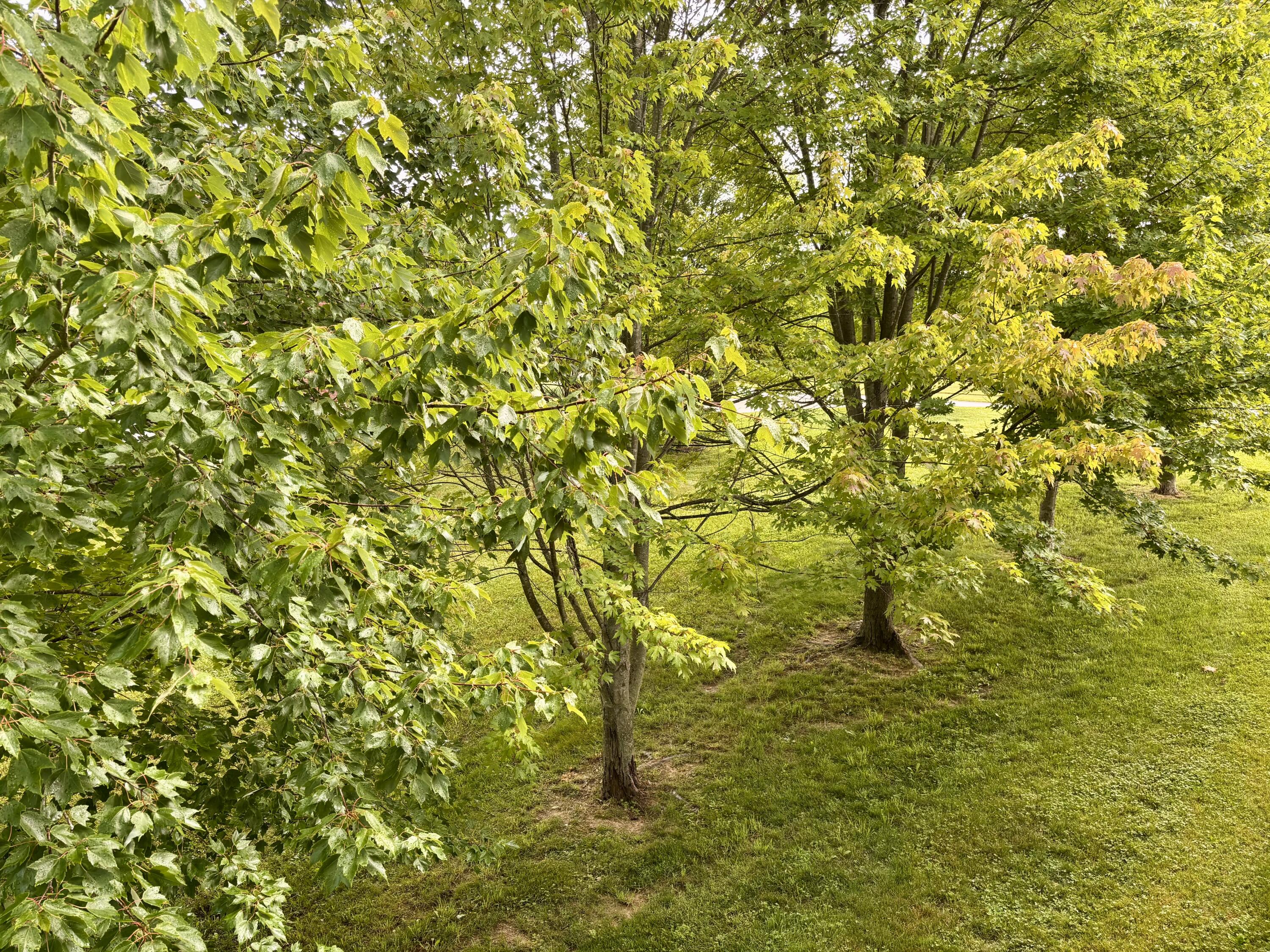 225 Maple Ridge Crittenden, KY 41030 - Photo 44 of 49 IMG_4406
