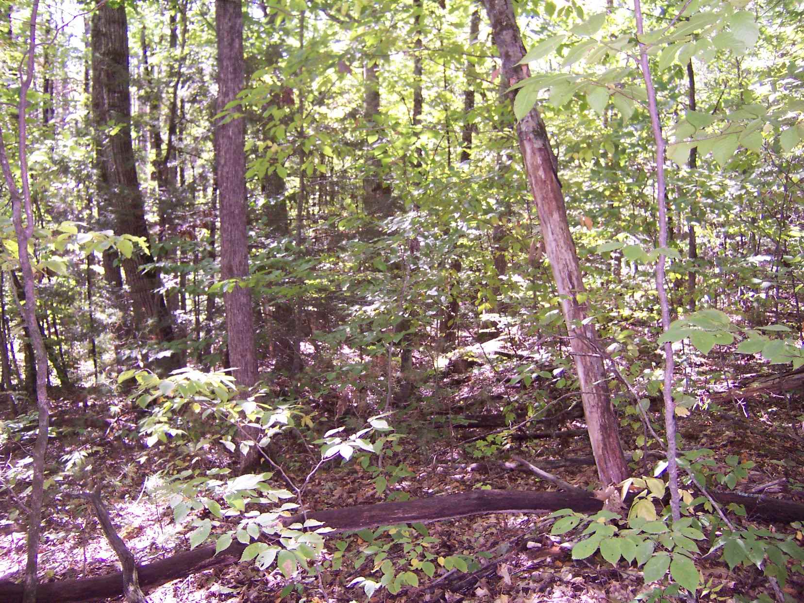 Bohonnon Road Danbury, NH 03230 - Photo 3 of 12 Gallery Image 3