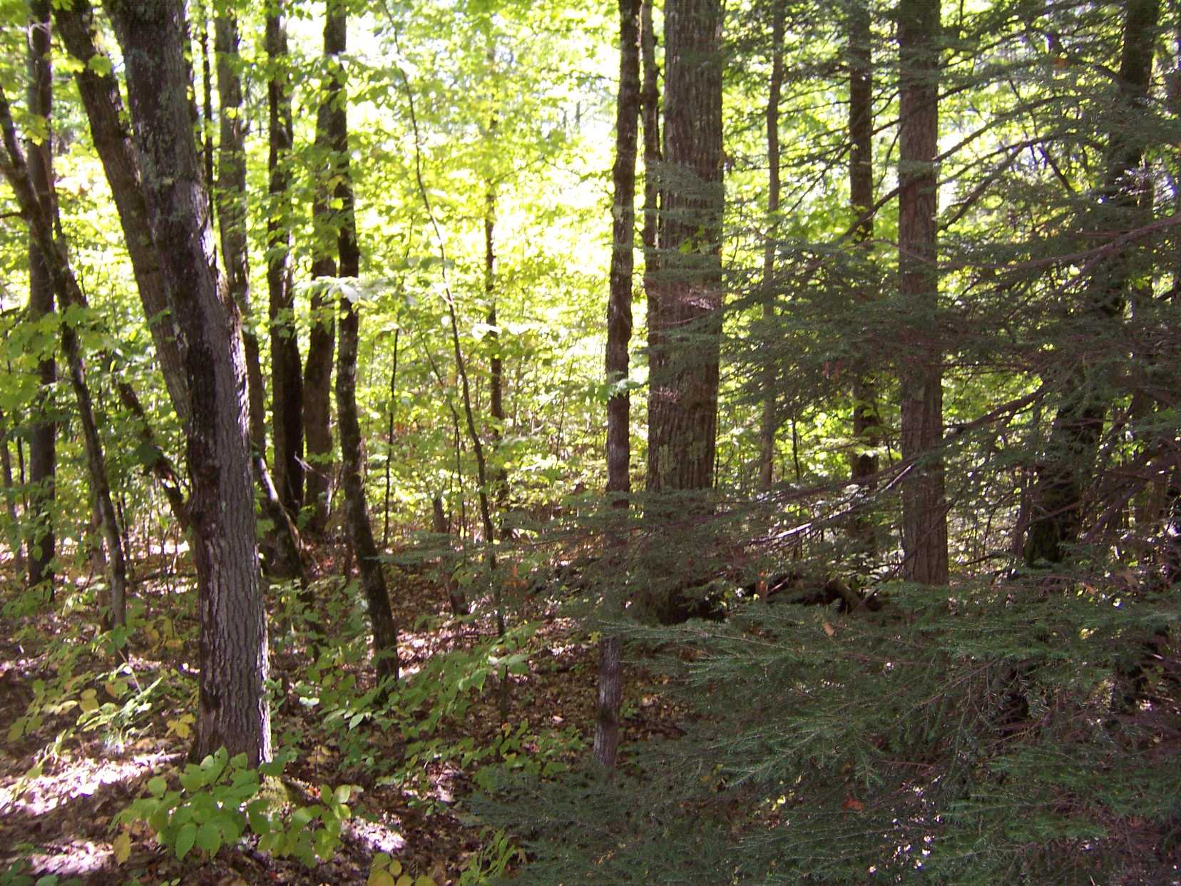 Bohonnon Road Danbury, NH 03230 - Photo 8 of 12 Gallery Image 8