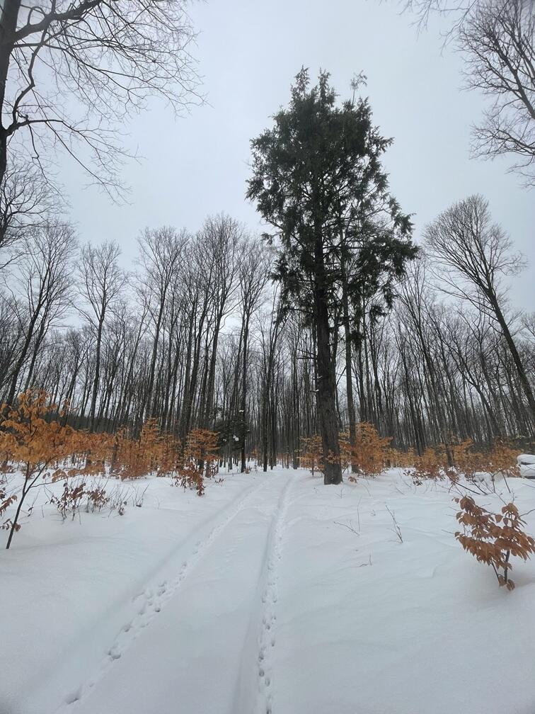 20350 Lindy Road Thompsonville, MI 49683 - Photo 11 of 18 IMG_3254