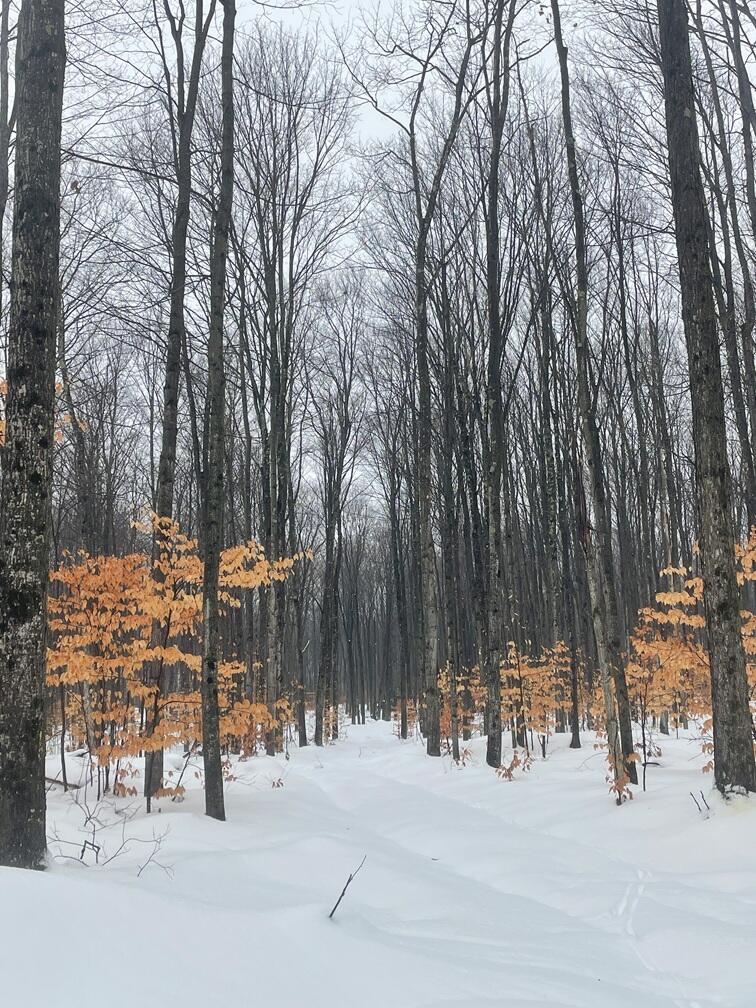 20350 Lindy Road Thompsonville, MI 49683 - Photo 12 of 18 IMG_3255