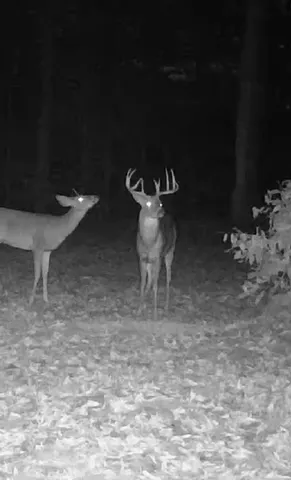 $359,900 | 20350 Lindy Road, Thompsonville, MI 49683