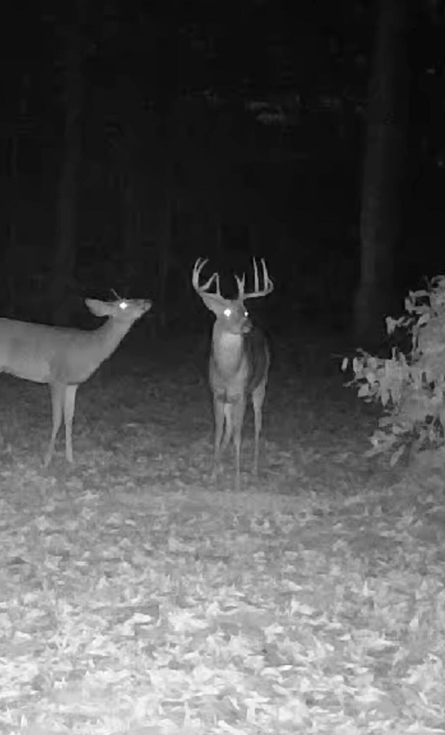 20350 Lindy Road Thompsonville, MI 49683 - Photo 15 of 18 2254606160997487436