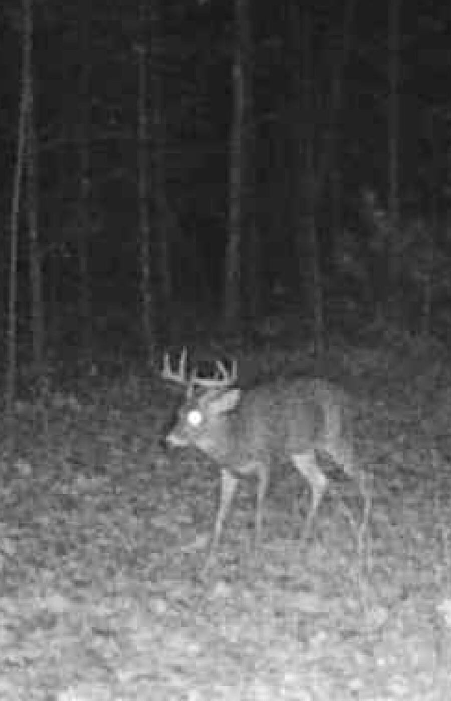 20350 Lindy Road Thompsonville, MI 49683 - Photo 16 of 18 244015309246100270