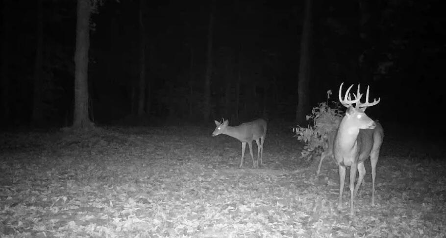 20350 Lindy Road Thompsonville, MI 49683 - Photo 17 of 18 4574858627113368087