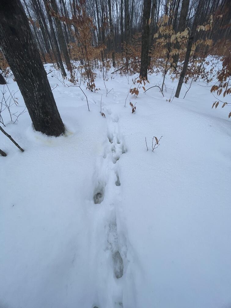 20350 Lindy Road Thompsonville, MI 49683 - Photo 9 of 18 IMG_3248