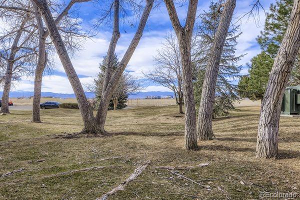 8678 Decatur Street, Unit 275 Westminster, CO 80031 - Photo 23 of 26 a view of a yard with large tree