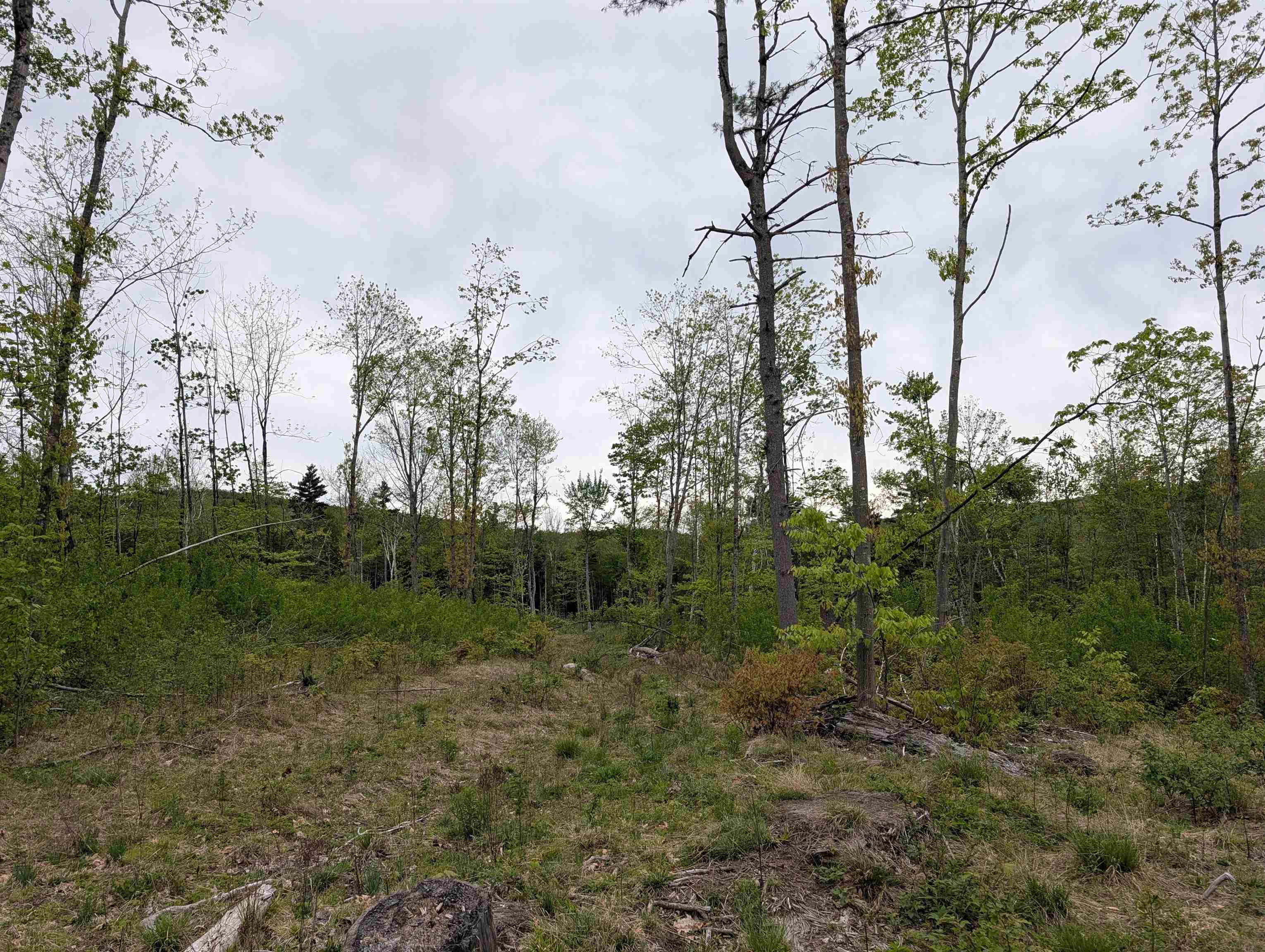 367 Height Of Land Road Grafton, NH 03240 - Photo 5 of 6