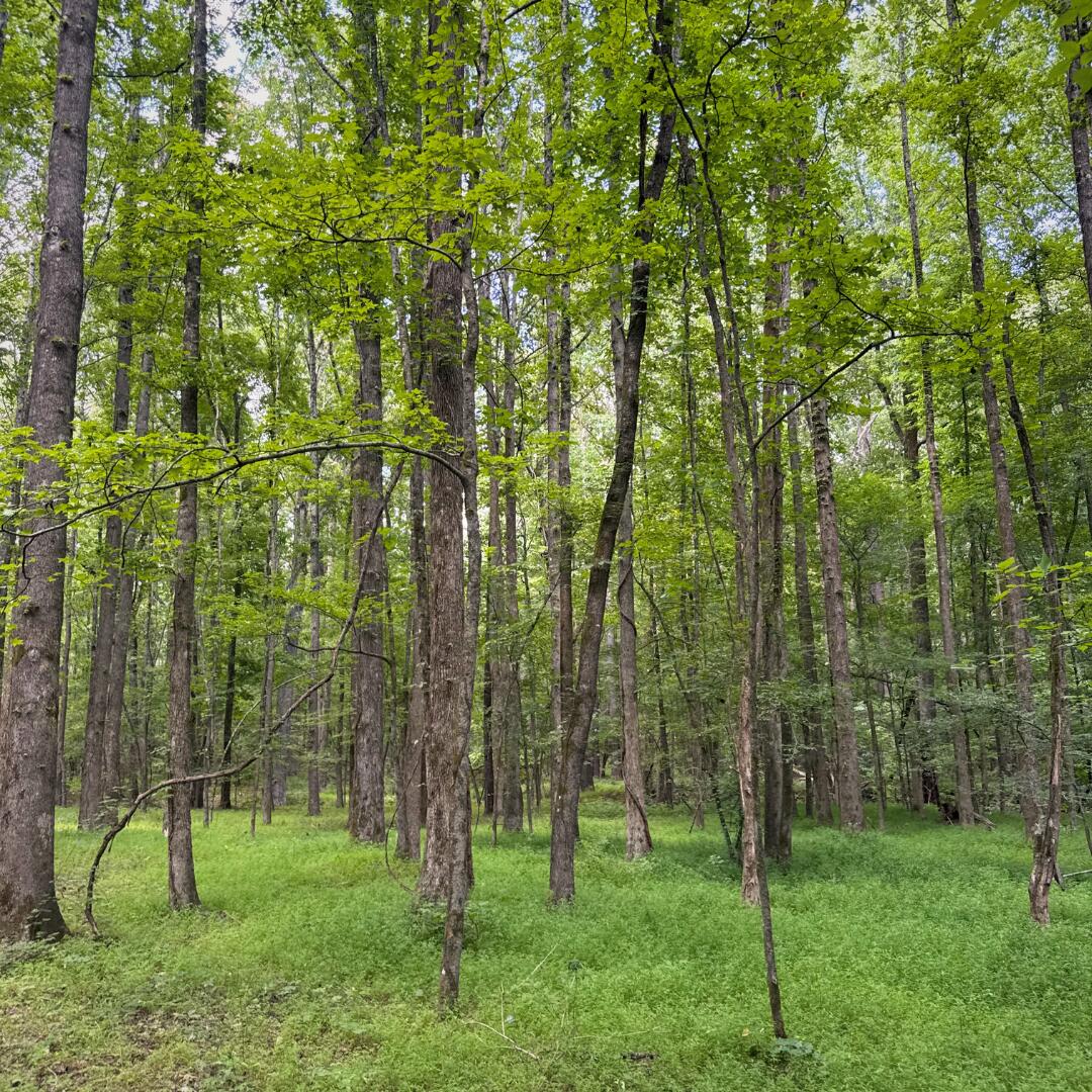 1147 Broom Road Como, MS 38619 - Photo 10 of 23 Gallery Image 10
