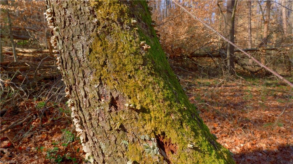 3803 Rockford Road Dobson, NC 27017 - Photo 25 of 39