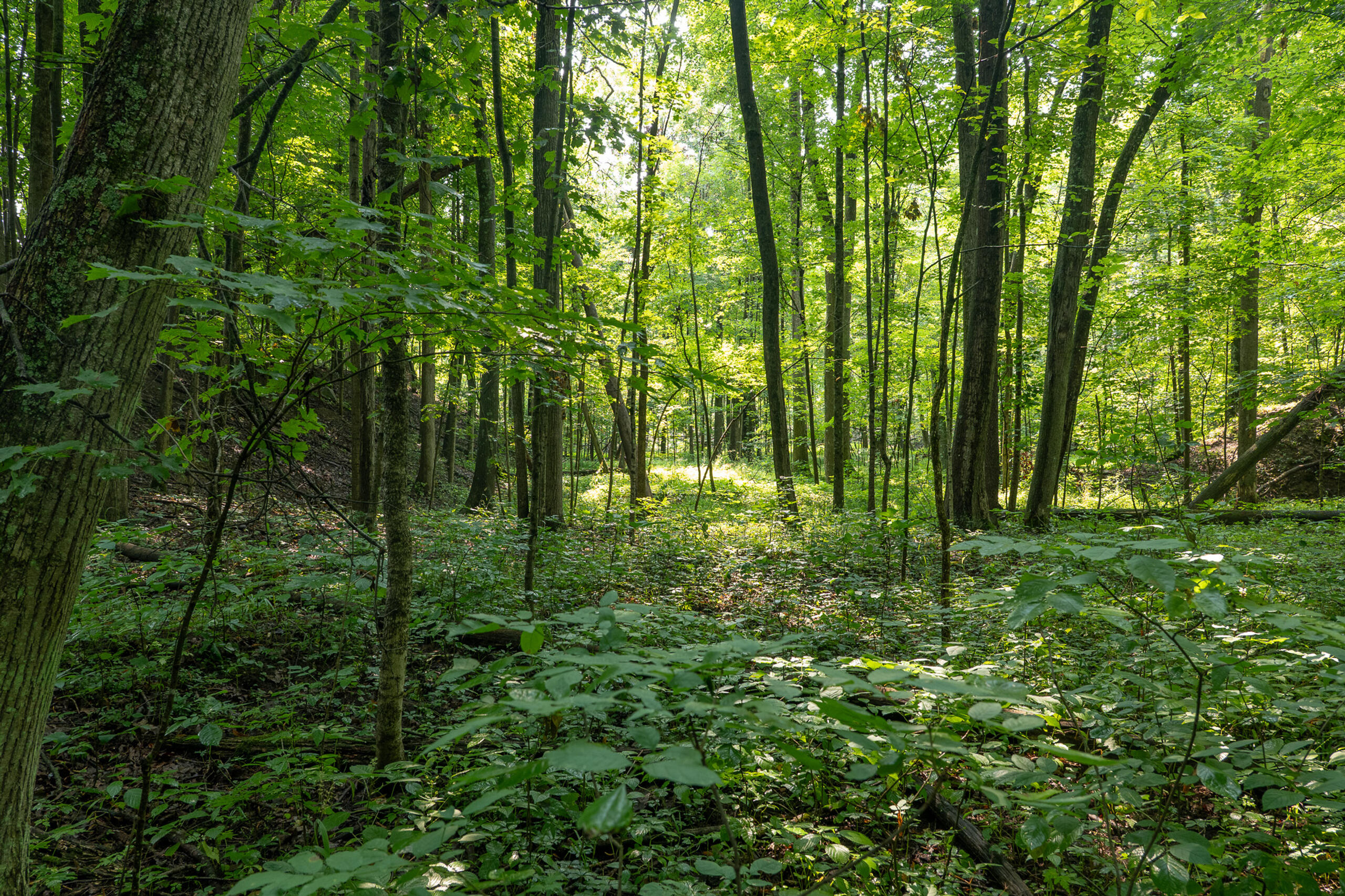 6819 Squawfield Road Pittsford, MI 49271 - Photo 49 of 58 049_P1100937