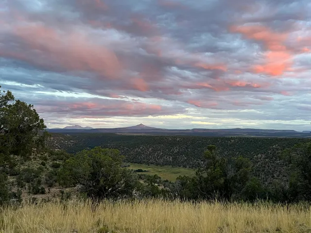 a view of a flower in a garden