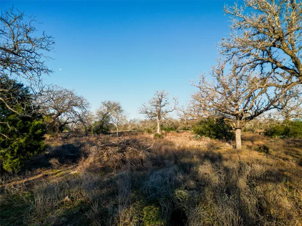 a view of a forest with a tree