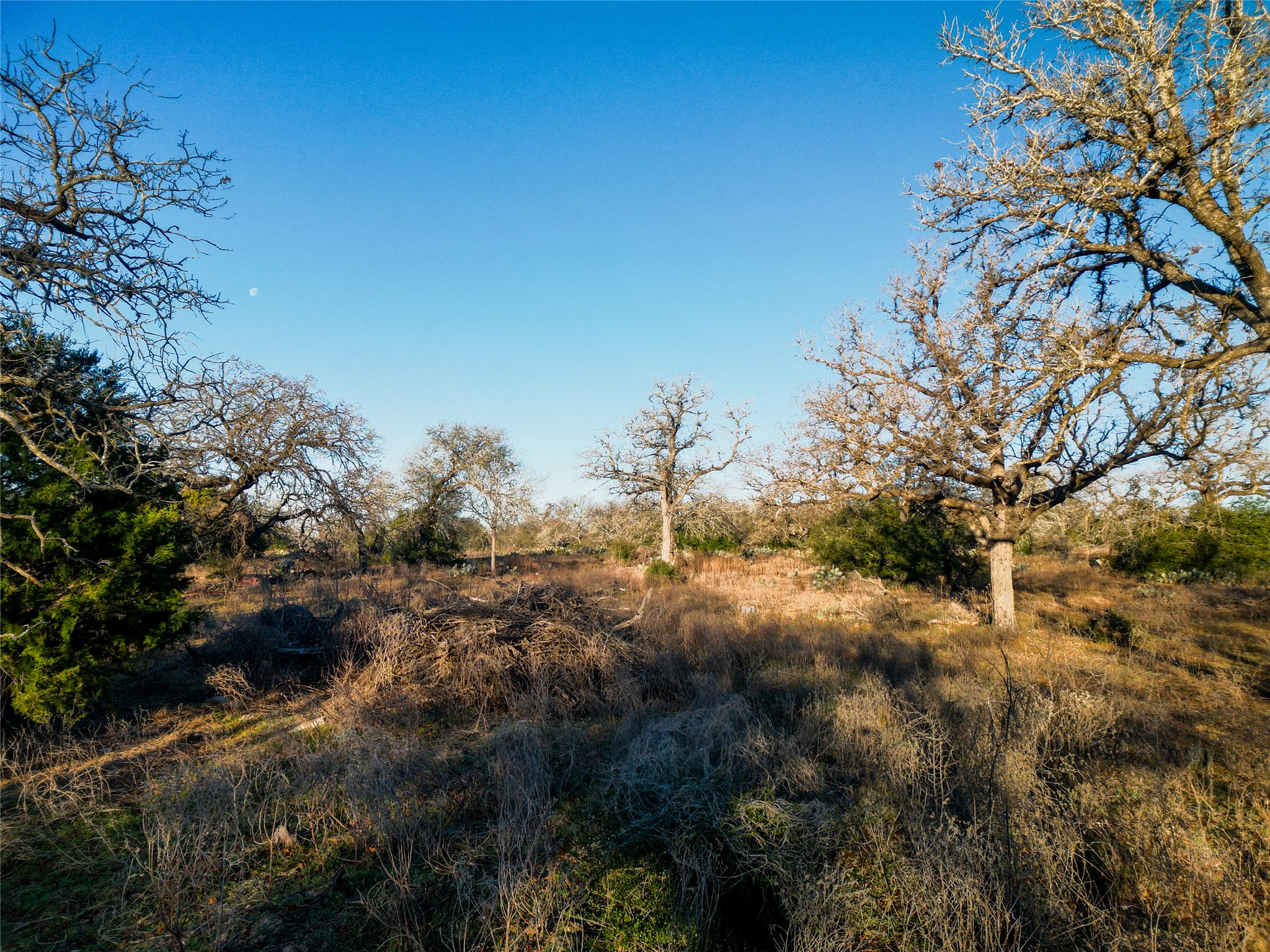 0 Sandy Pine Road Luling, TX 78648 - Photo 20 of 27 a view of a forest