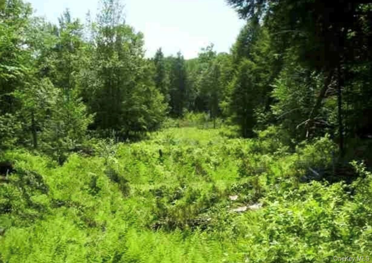 0 Huschke Road Fallsburg, NY 12733 - Photo 7 of 10 a view of a lush green forest with lawn chairs under a large tree