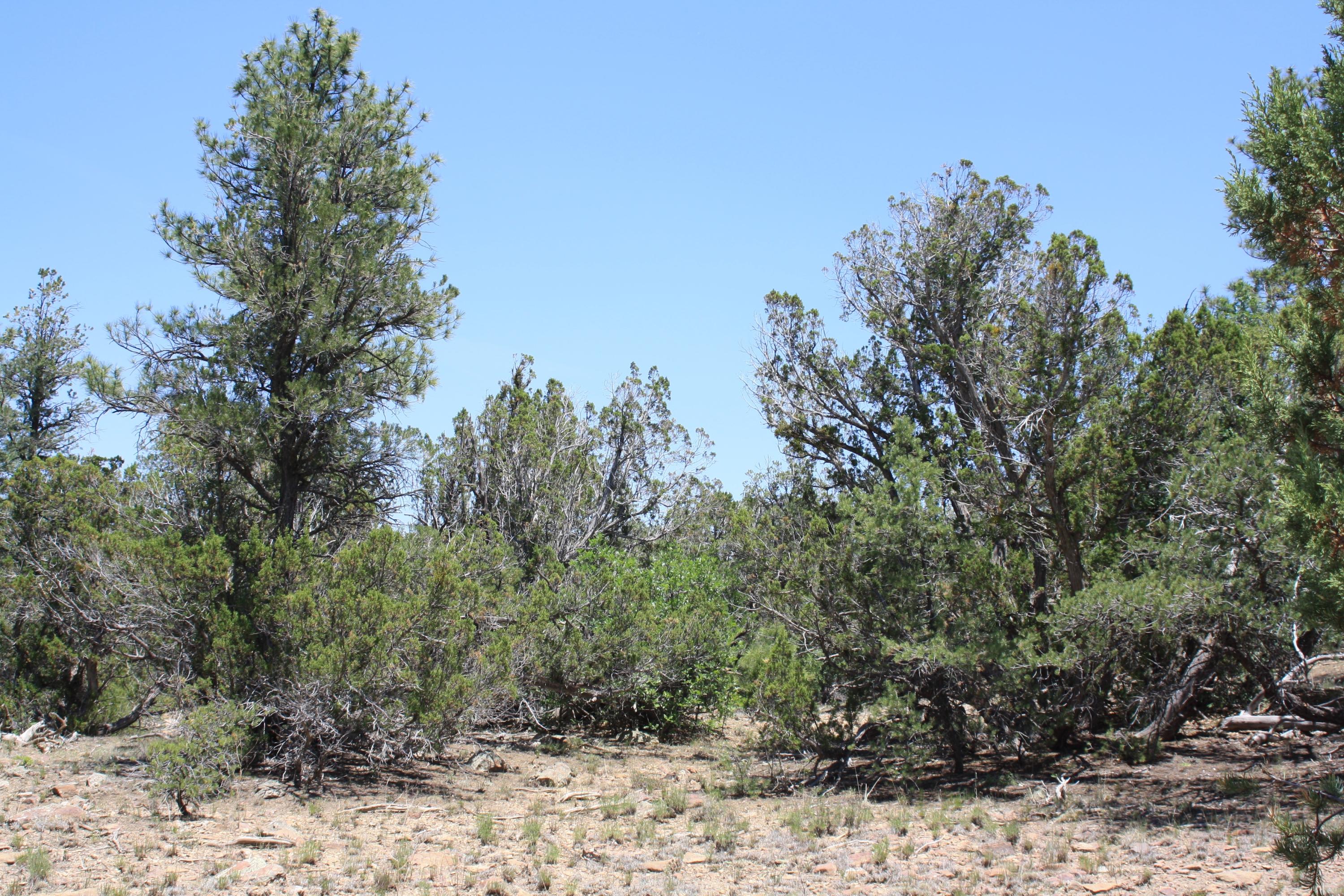 4-6 Bodean Road Ramah, NM 87357 - Photo 22 of 58 Gallery Image 22