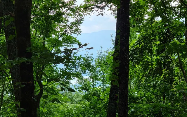 a view of a lush green forest