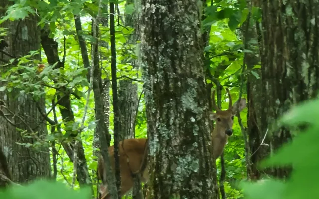 a view of a forest with trees and bushes