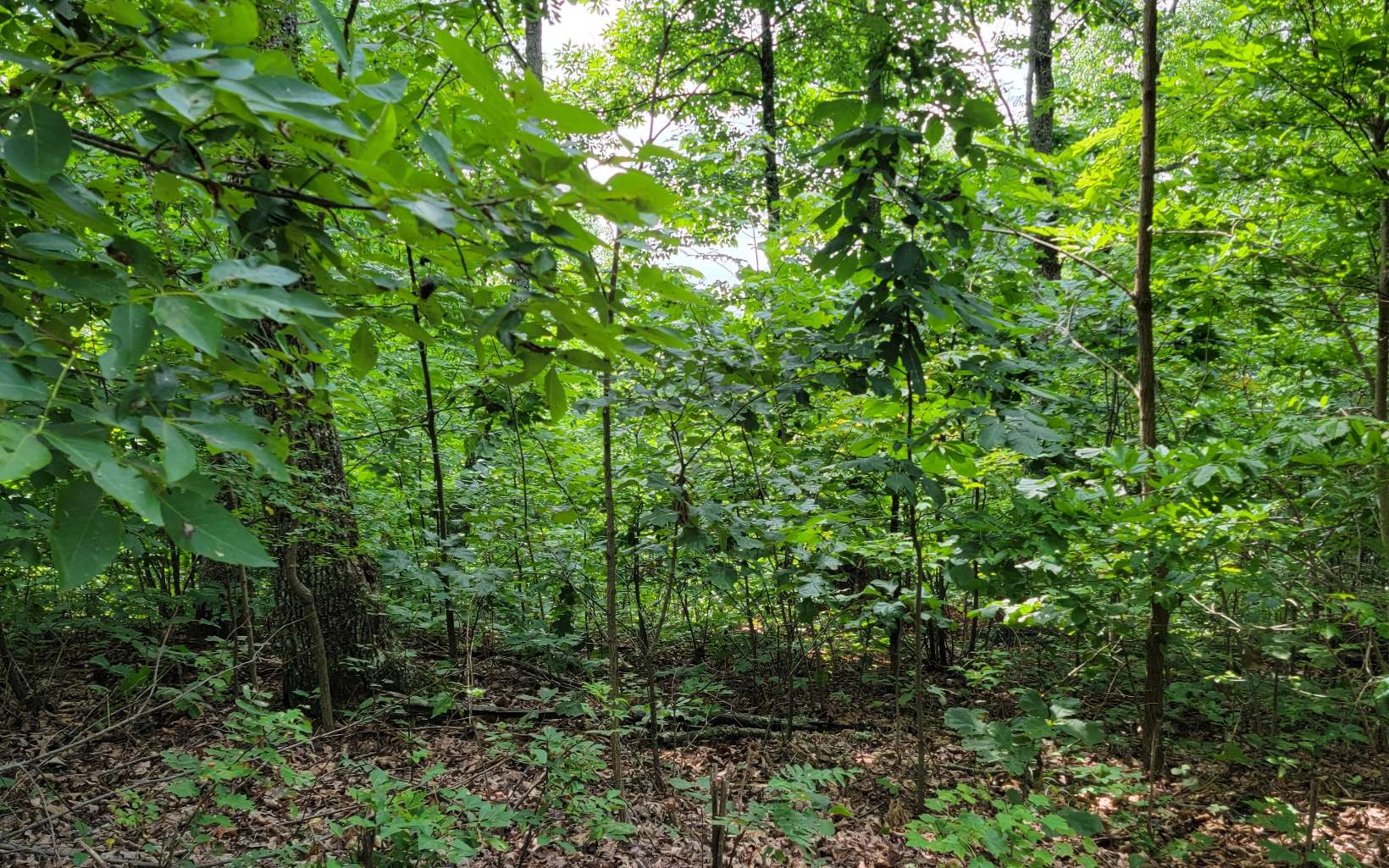 26 Oak Ridge Road Hayesville, NC 28904 - Photo 10 of 17 Additional View