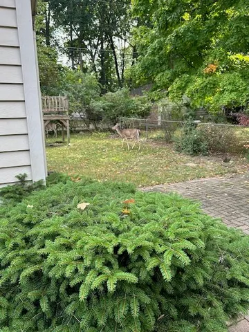 $239,000 | 20280 Melvin Street, Livonia, MI 48152