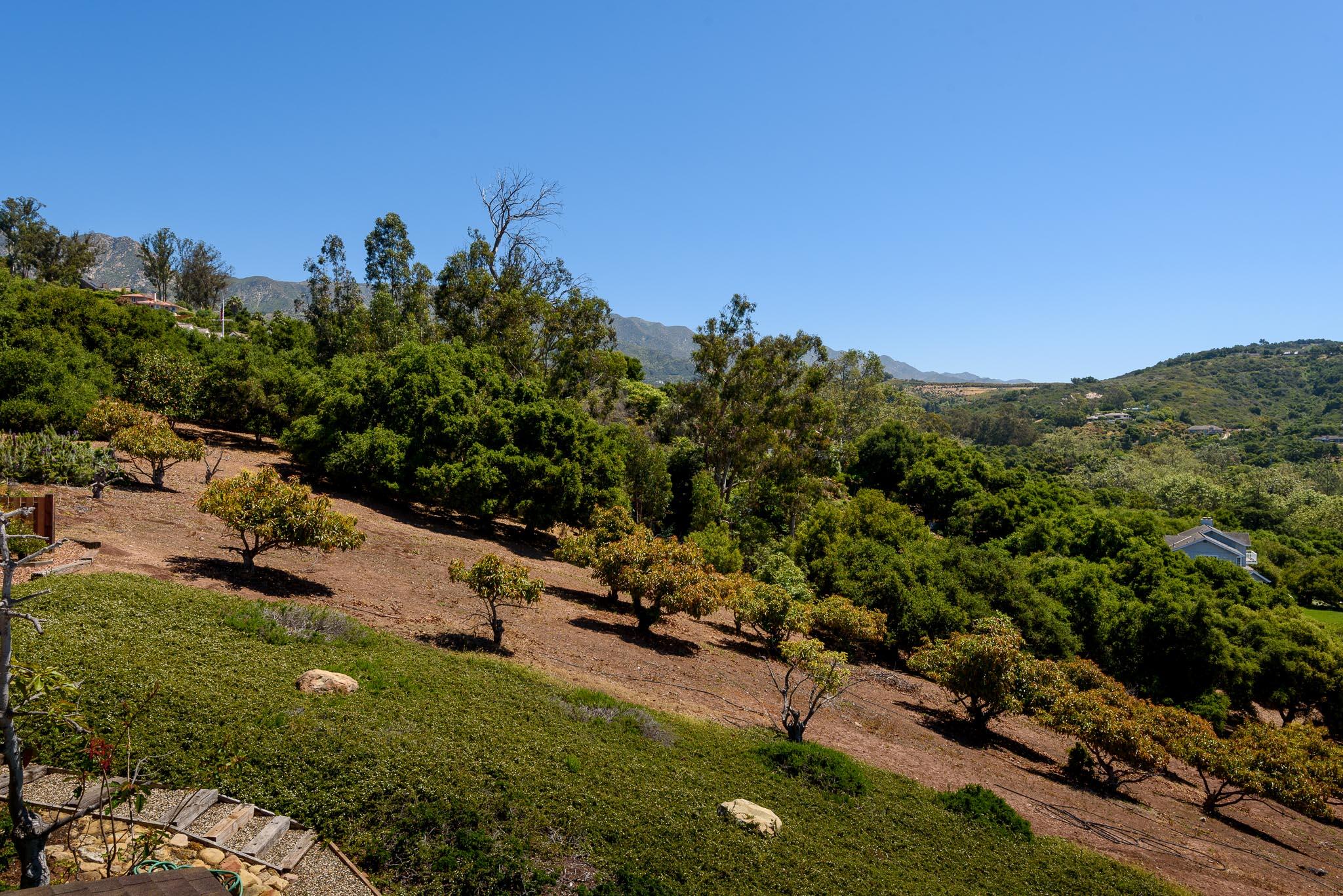 450 Lambert Road Carpinteria, CA 93013 - Photo 15 of 20 Avocado Orchard