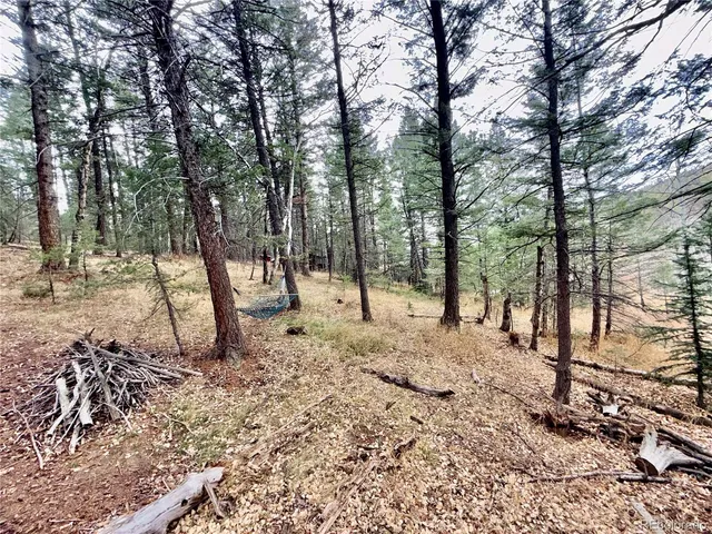 a view of a forest filled with trees