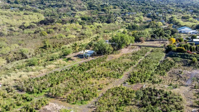 a view of a large yard with a large tree