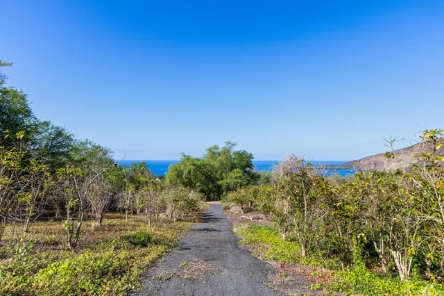 a view of a yard with plants and a building