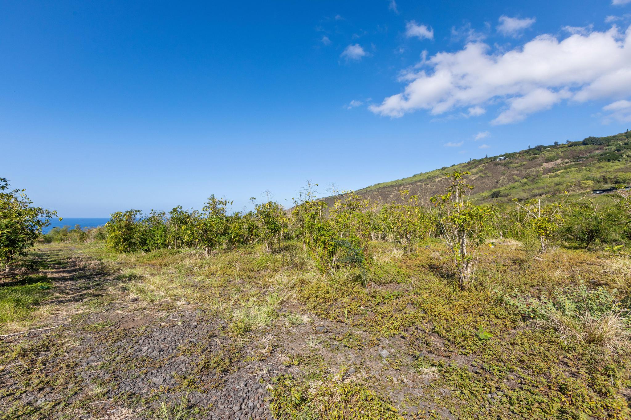 82-1177 Lot Road Captain Cook, HI 96704 - Photo 8 of 21 Gallery Image 8