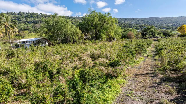 a view of a lush green field with lots of plants in it