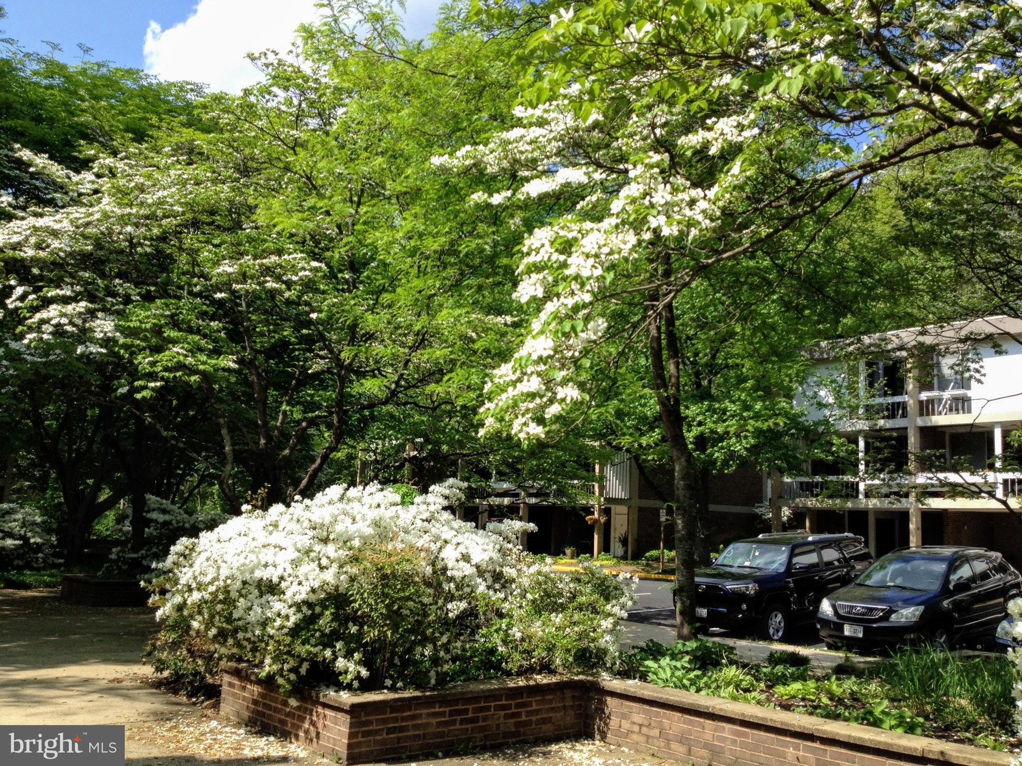 11503 Maple Ridge Road Reston, VA 20190 - Photo 20 of 94 Dogwoods / Azaleas in front of house