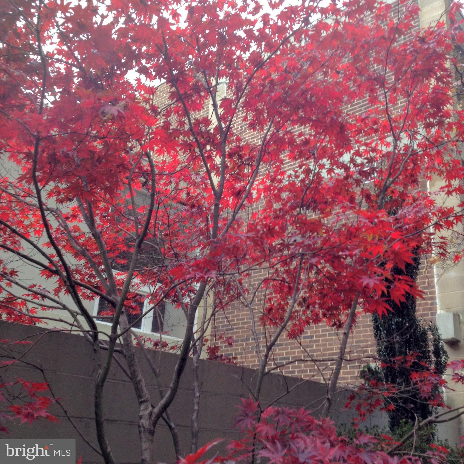 11503 Maple Ridge Road Reston, VA 20190 - Photo 25 of 94 Japanese Maple behind patio