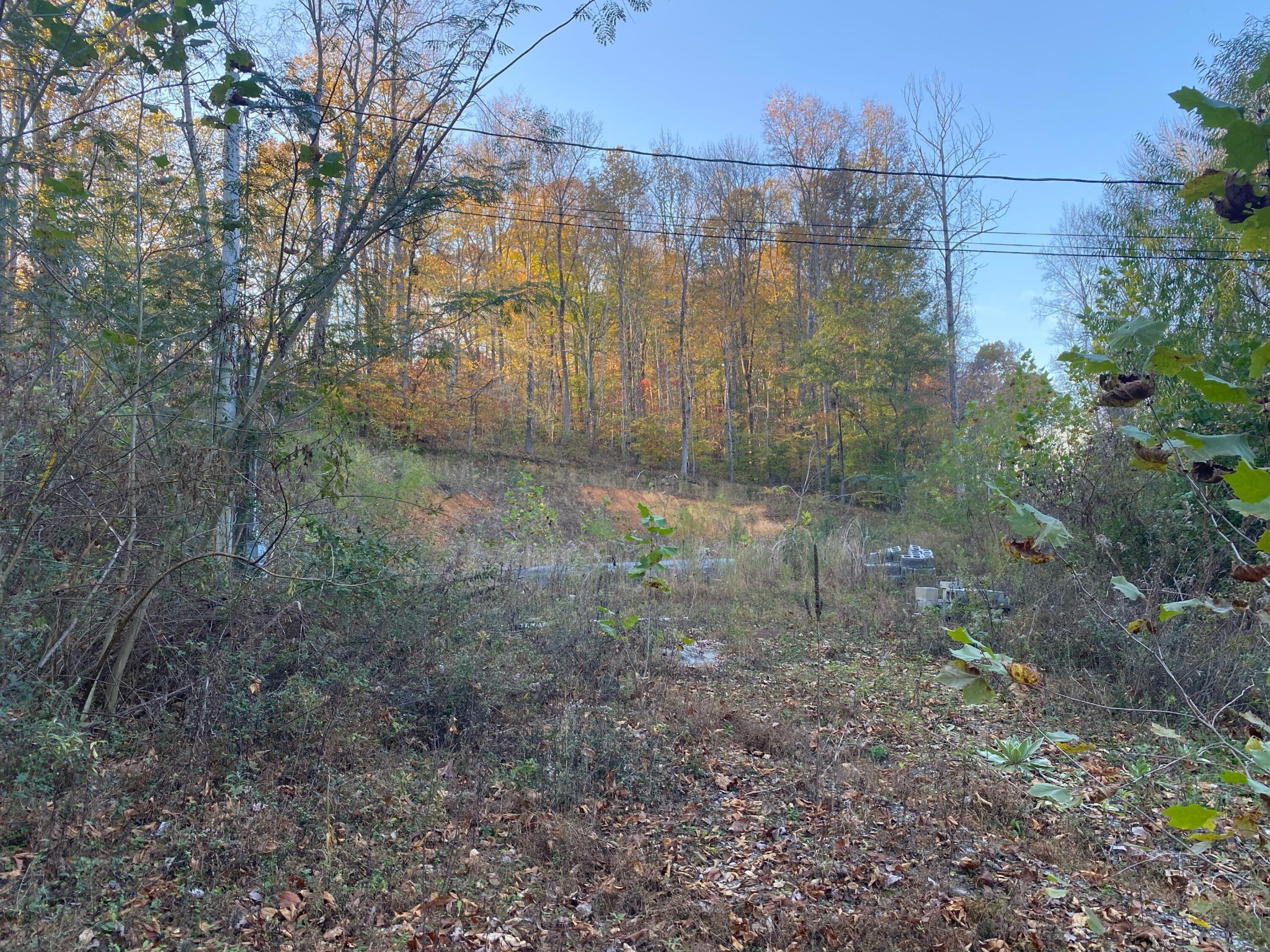 a view of a yard with large trees