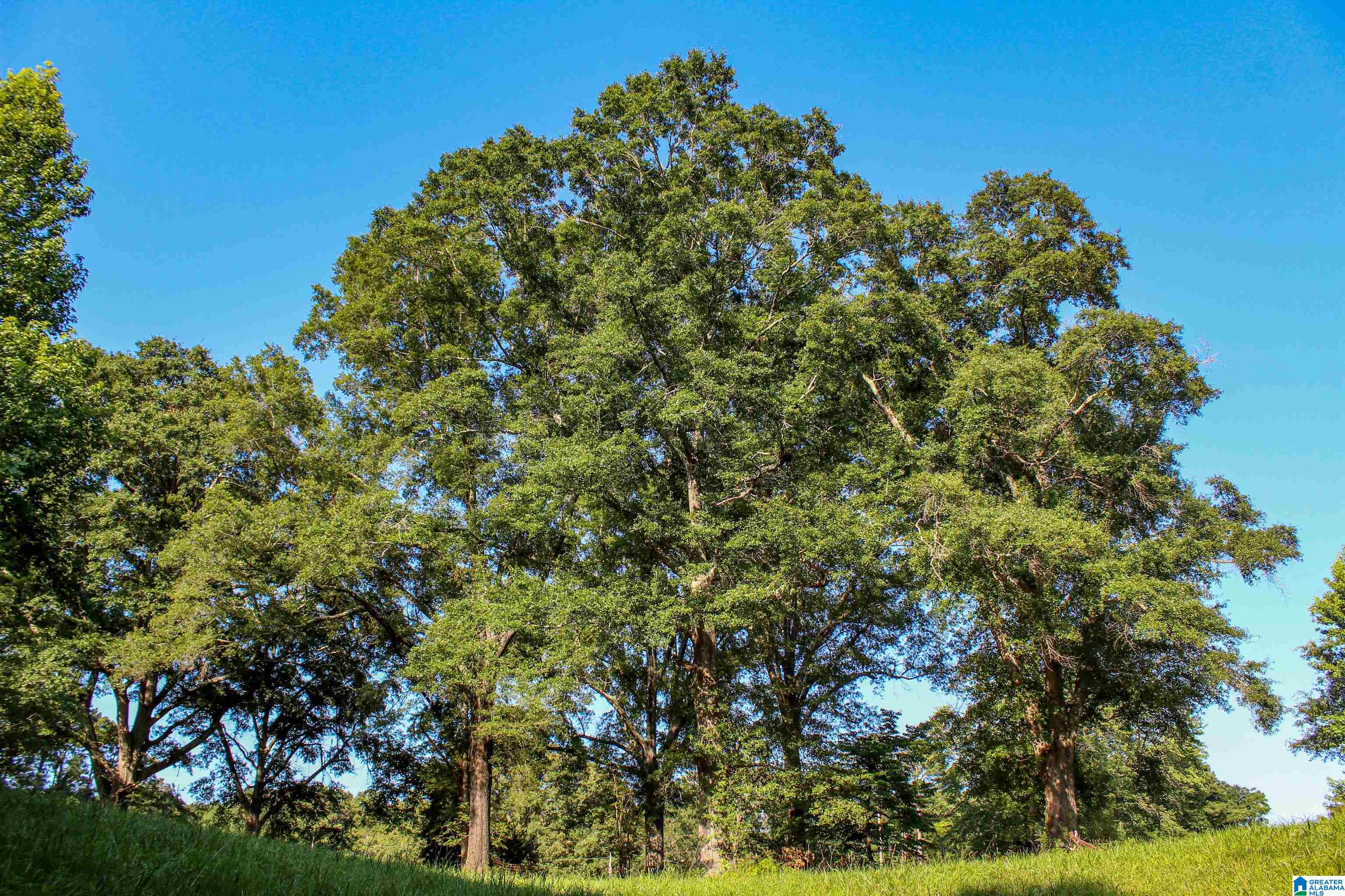 0 Aaron Road Jasper, AL 35501 - Photo 3 of 44