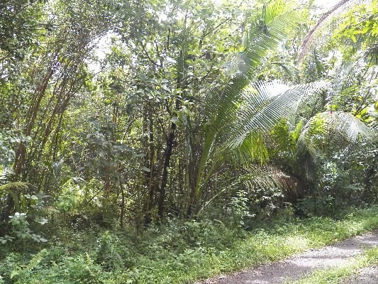 Sadilek Road Pahoa, HI 96778 - Photo 2 of 5