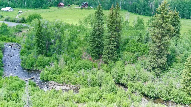 a view of a garden with plants and large trees
