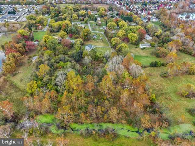 a view of a large tree