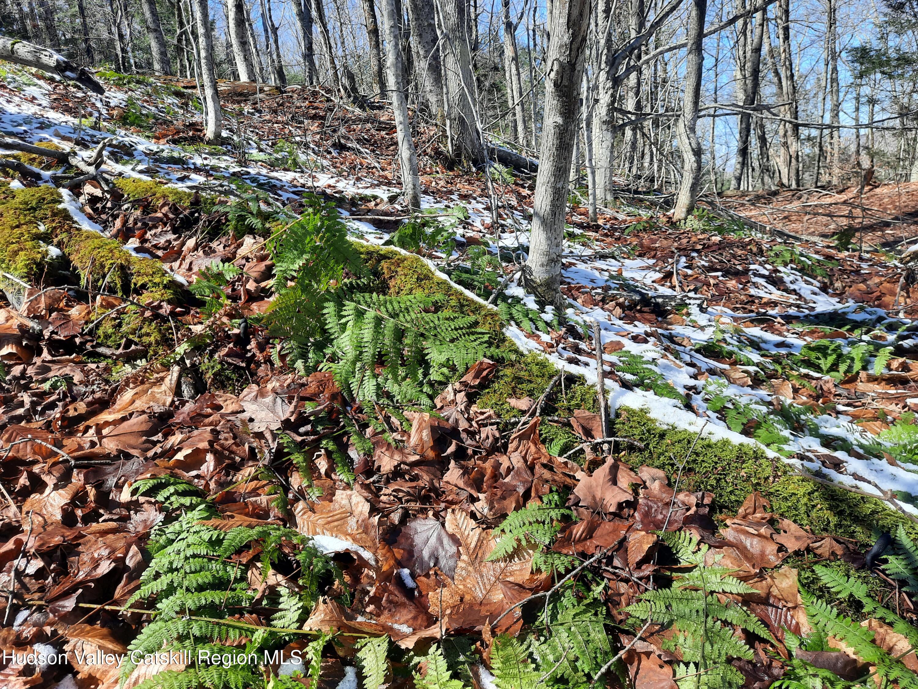 Tbd Rider Hollow Road Arkville, NY 12406 - Photo 25 of 29 20260324_125506