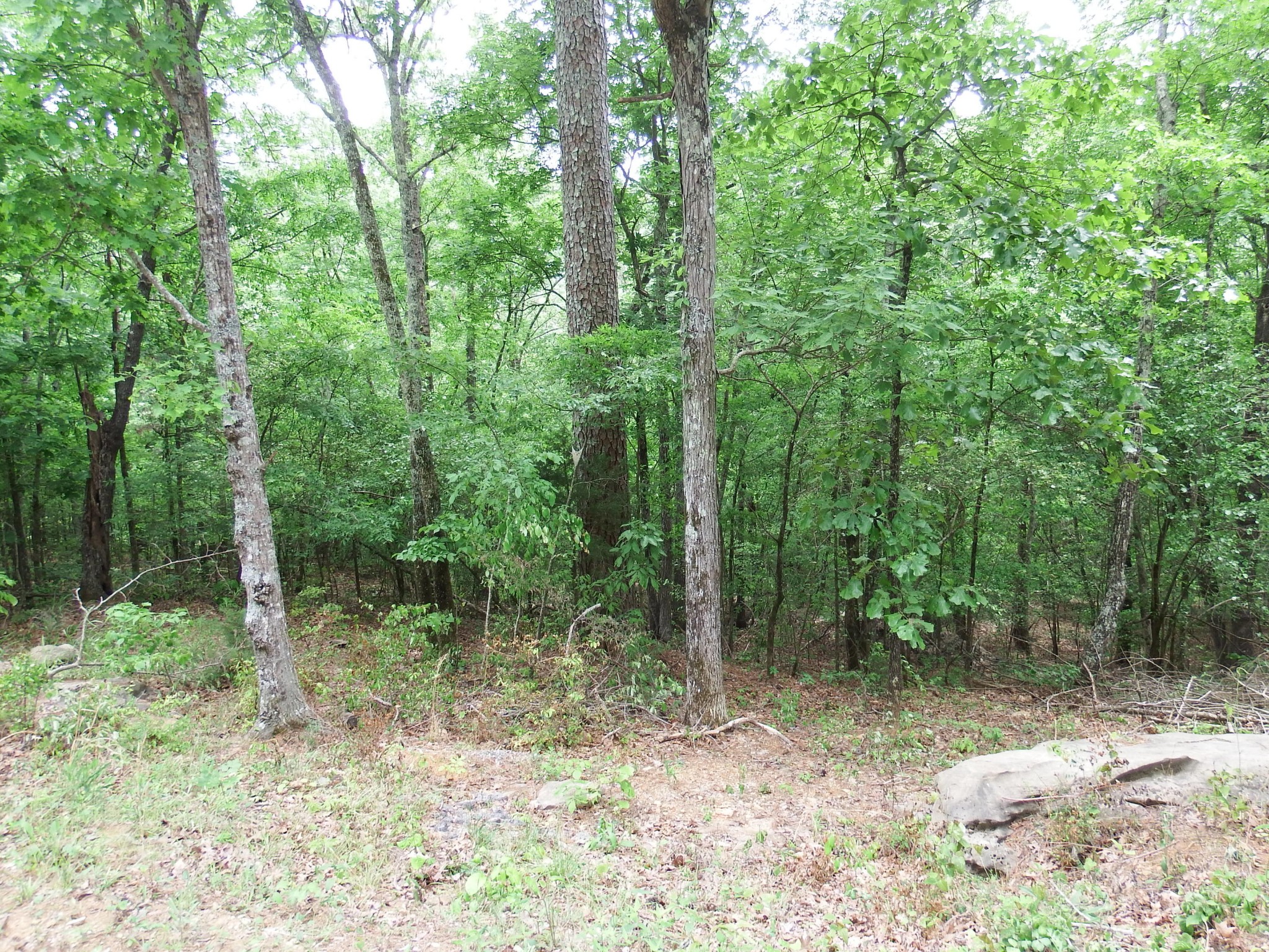 24 Bluffs Road North Guild, TN 37340 - Photo 6 of 13 Gallery Image 6