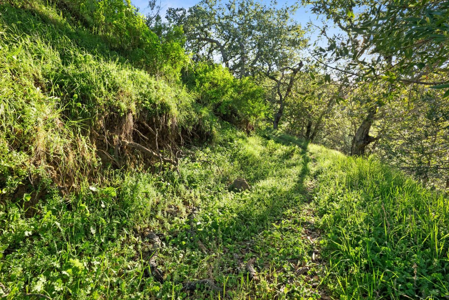 3533 Springhill Road Lafayette, CA 94549 - Photo 9 of 27 a view of a lush green forest