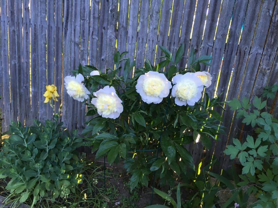 68 Alpine Road Portland, ME 04103 - Photo 76 of 86 peonies - white