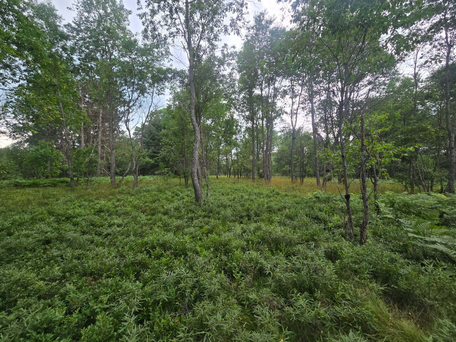11722 Behlke Road Southeast Fife Lake, MI 49633 - Photo 8 of 20 6