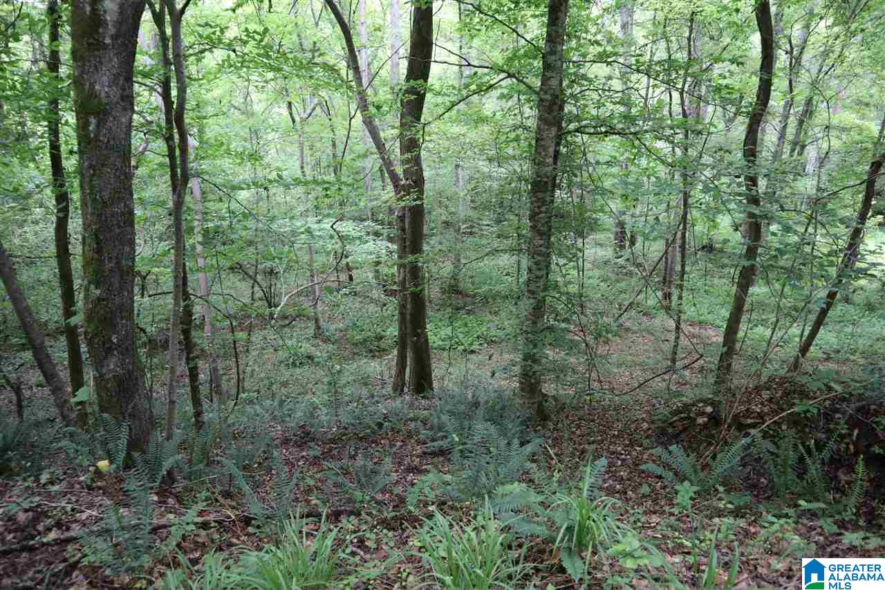 0 County Road 61, Unit 366 92 ACRES Fruithurst, AL 36262 - Photo 16 of 26