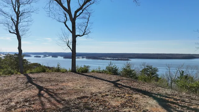 a view of a yard next to a large tree