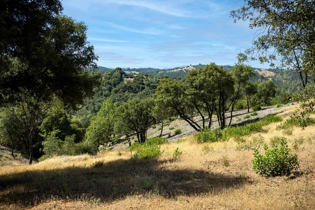 a view of a yard with plants and large trees