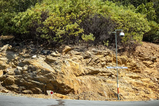 a view of a yard covered with trees